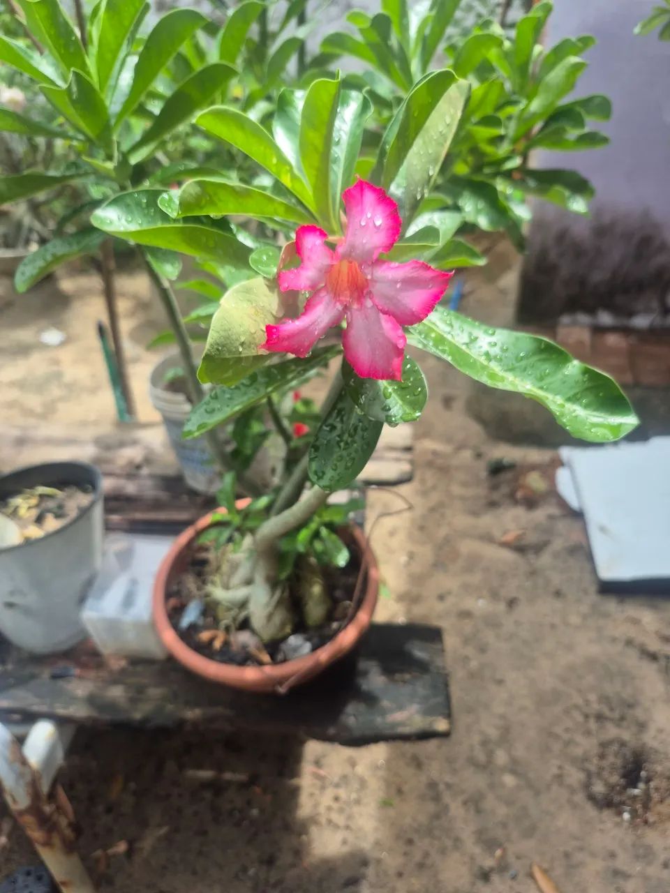 Flor do Deserto - Foto 5