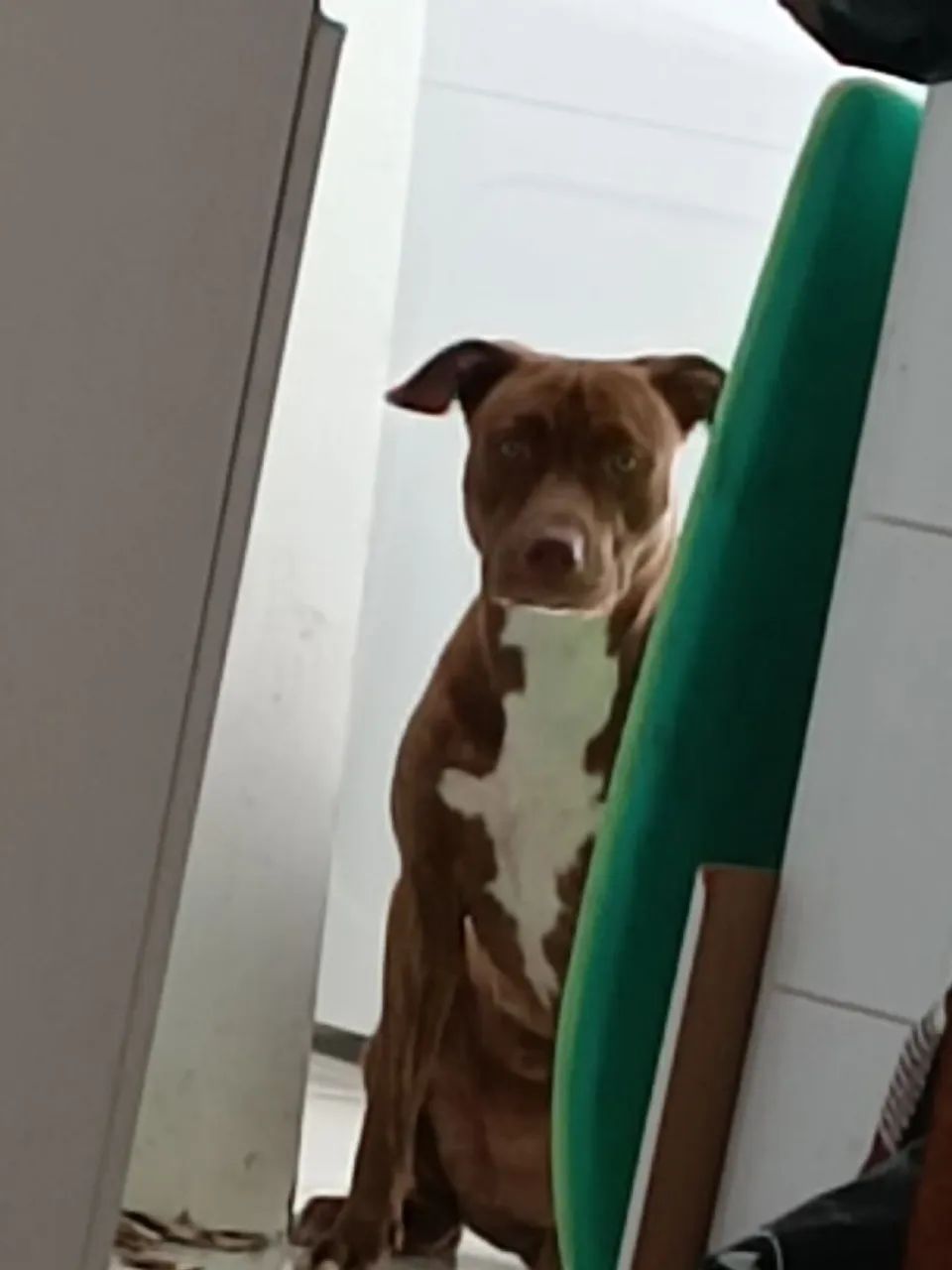 Pitbull