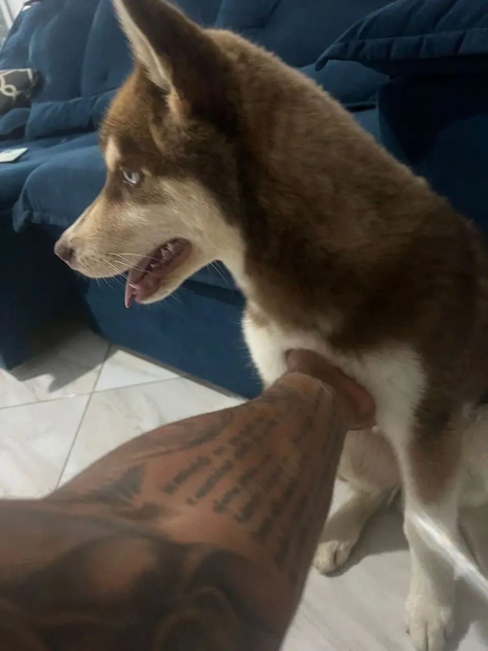 Hushy siberiano  - Foto 2
