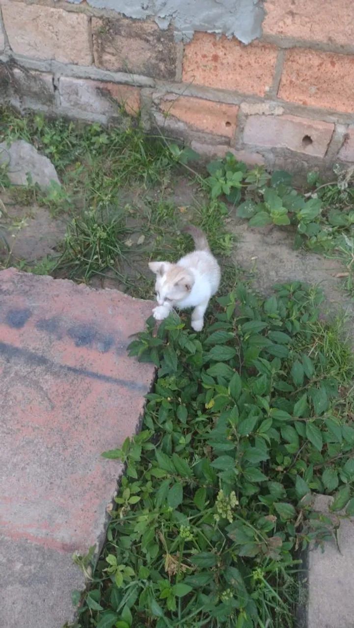Gatos - Foto 5