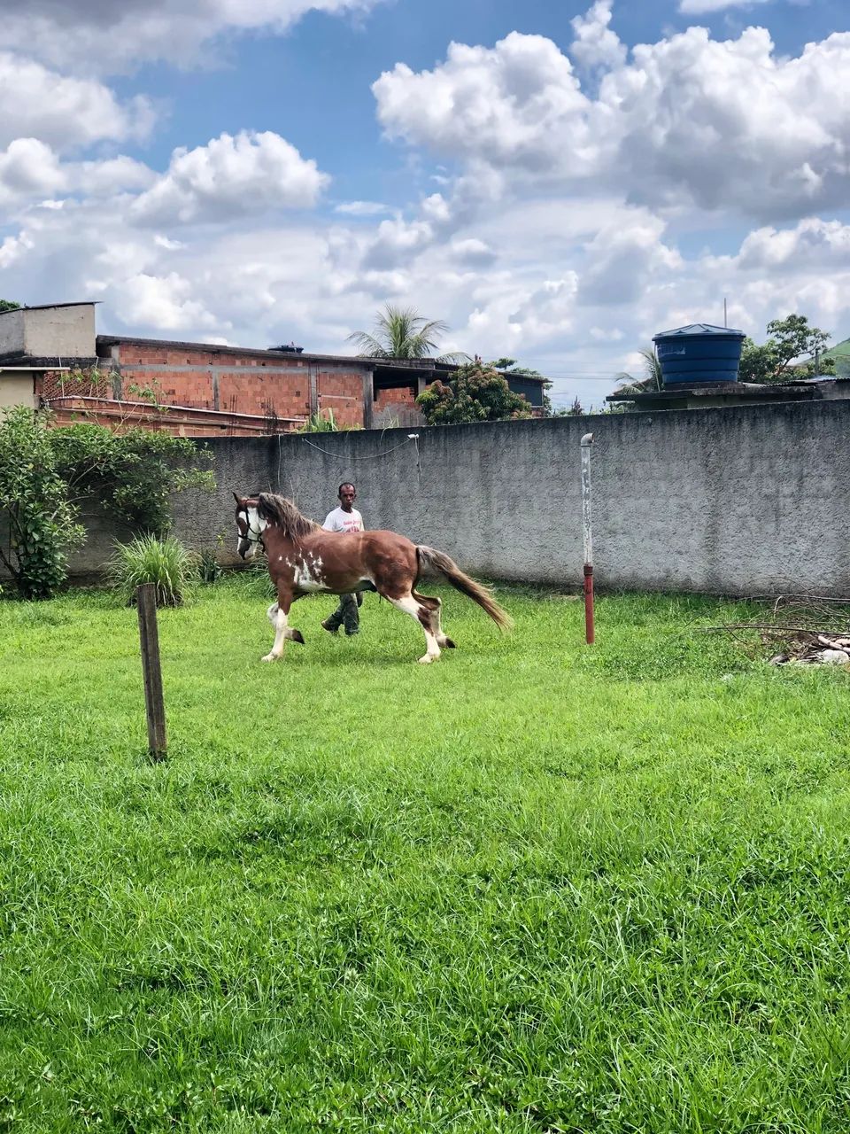 Cavalo - Marcha Picada  - Foto 4