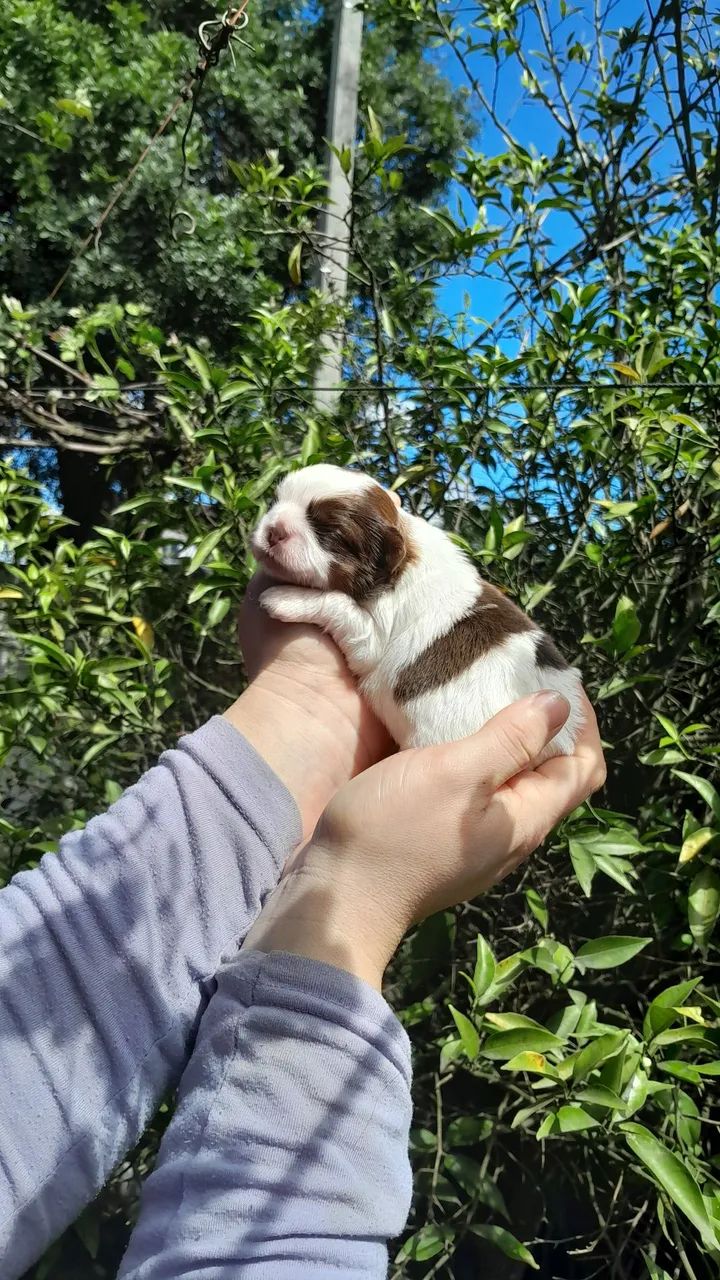 Shihtzu  - Foto 3