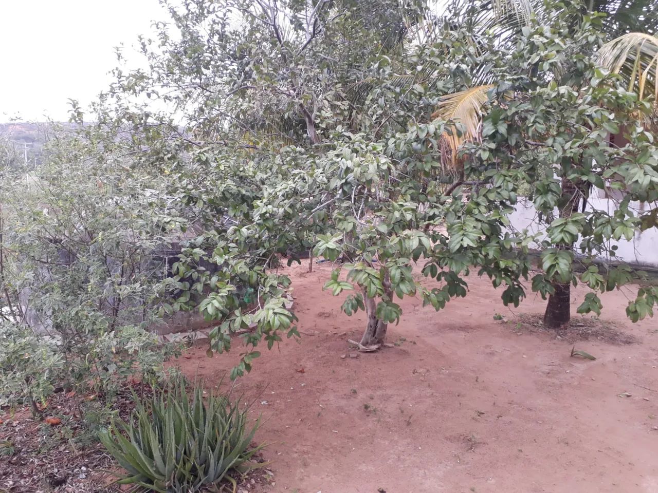 Vendo Chácara São Pedro - Foto 4