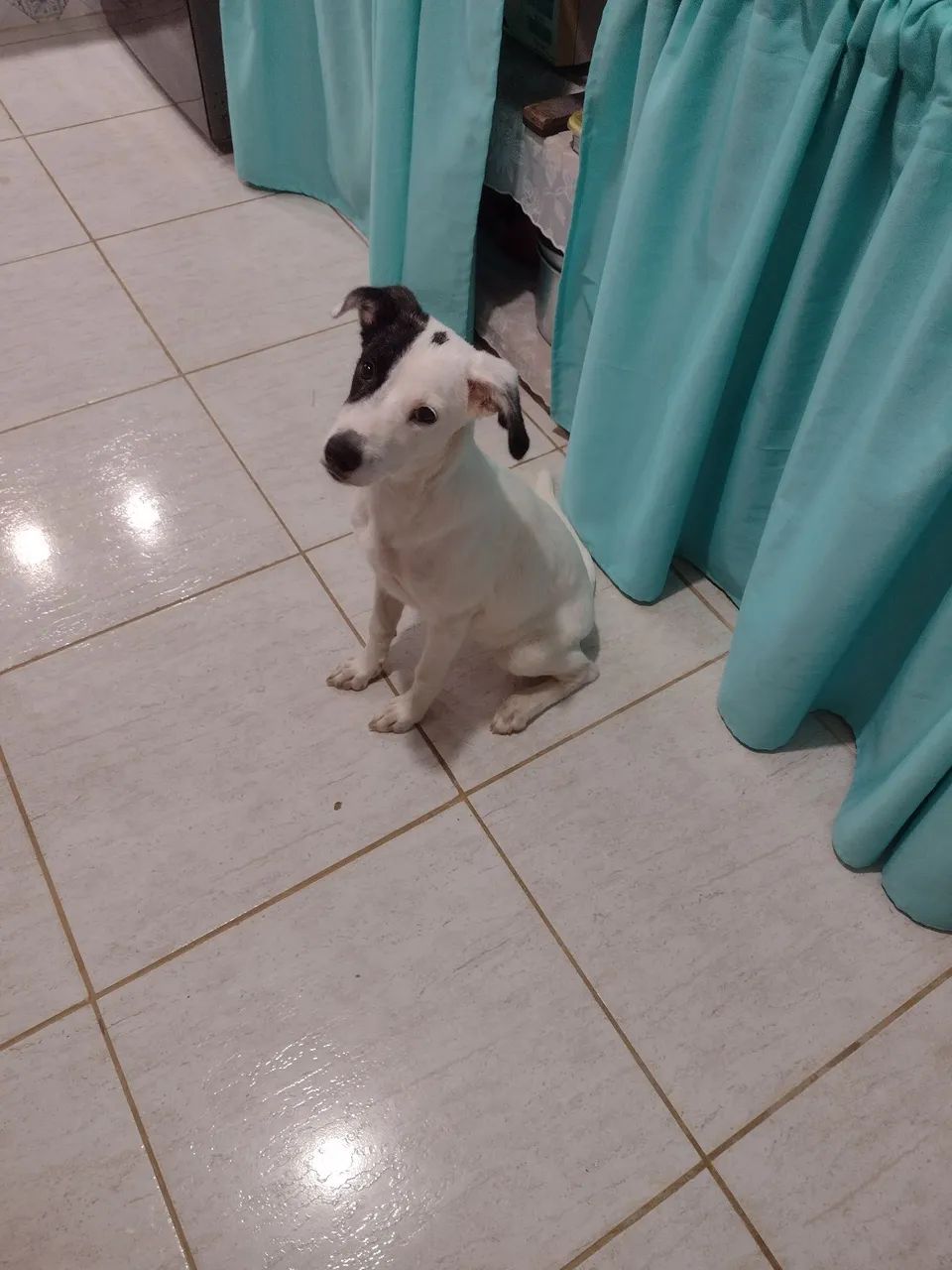 Cachorra pra doação responsável  - Foto 4