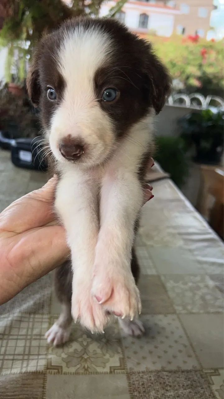 Filhotes Boder Collie