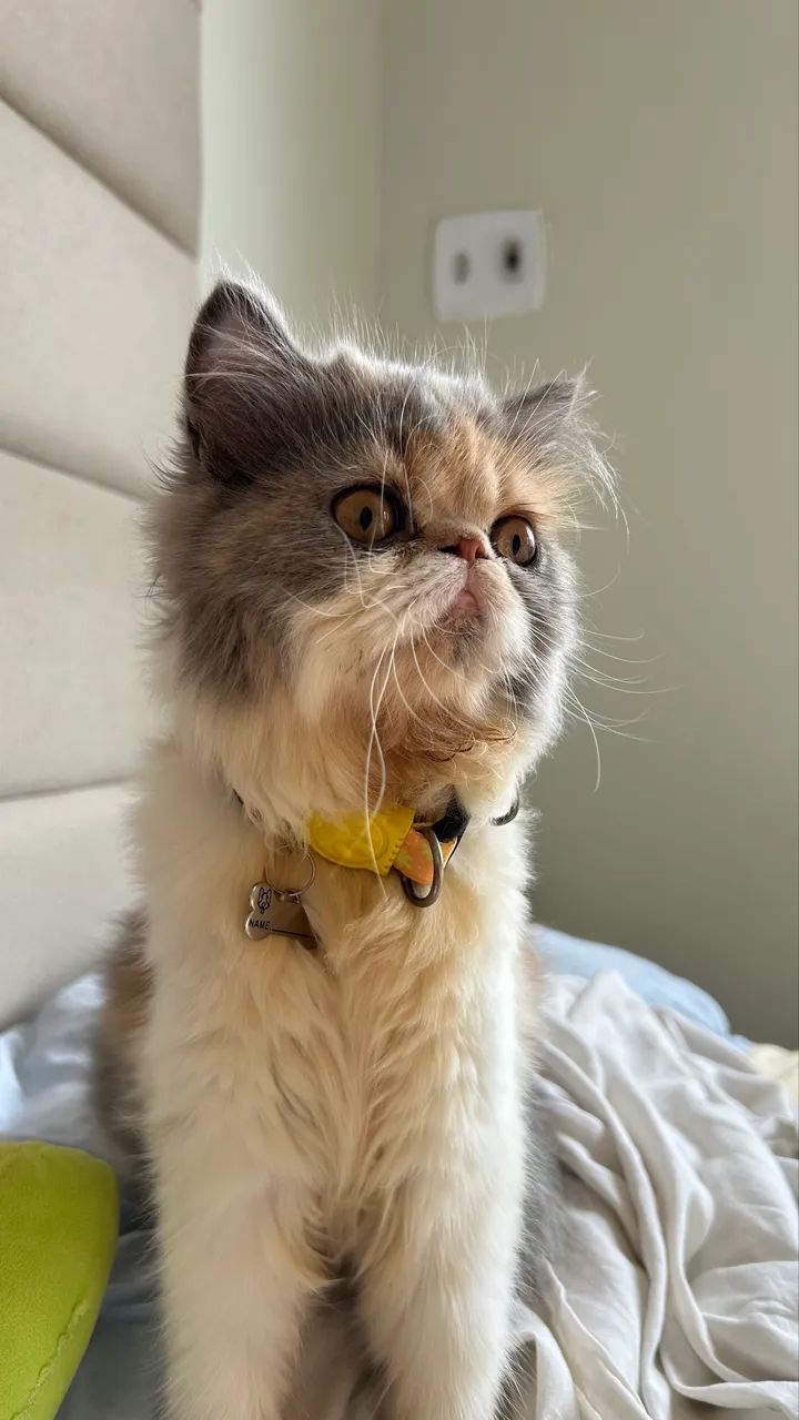 Gata persa  - Foto 3