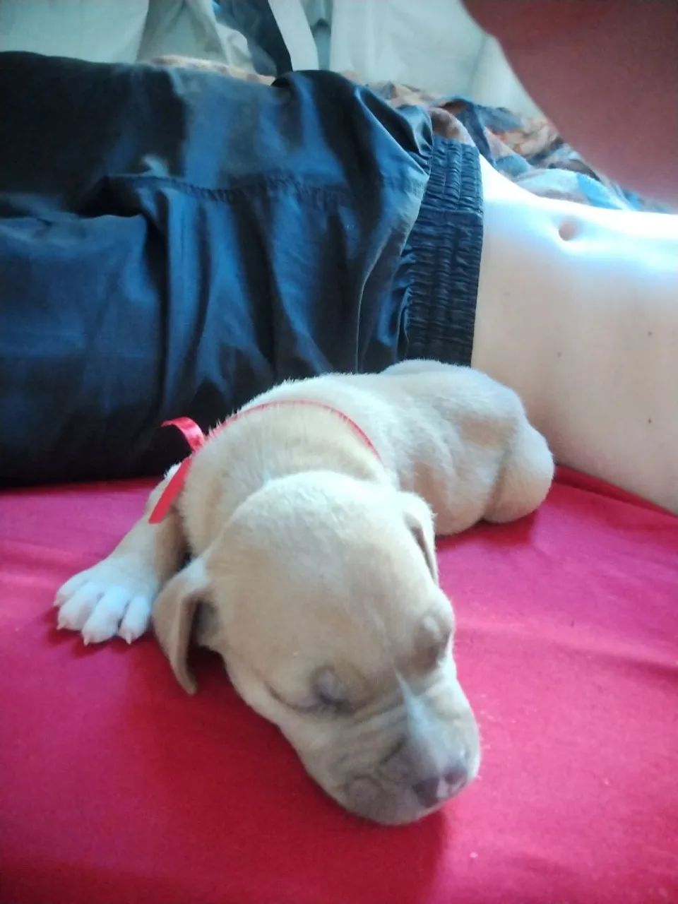 Filhote de Pit bull - Foto 3