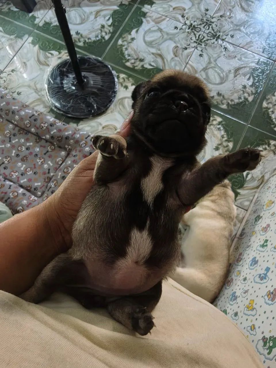 Filhotes de Pug  - Foto 3