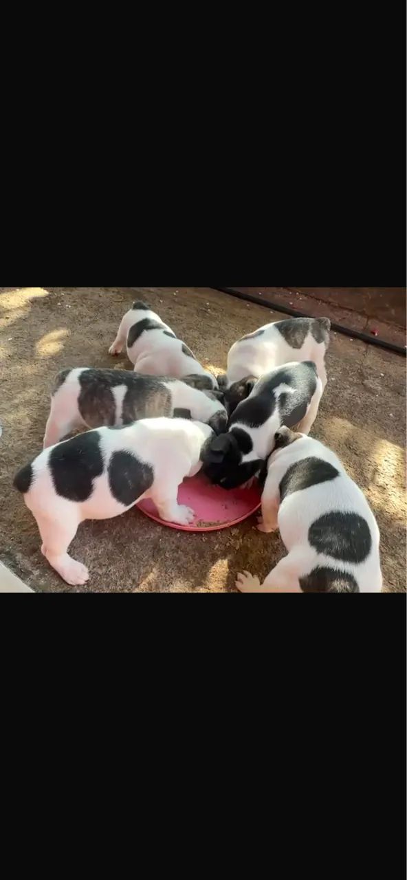 Cachorro 