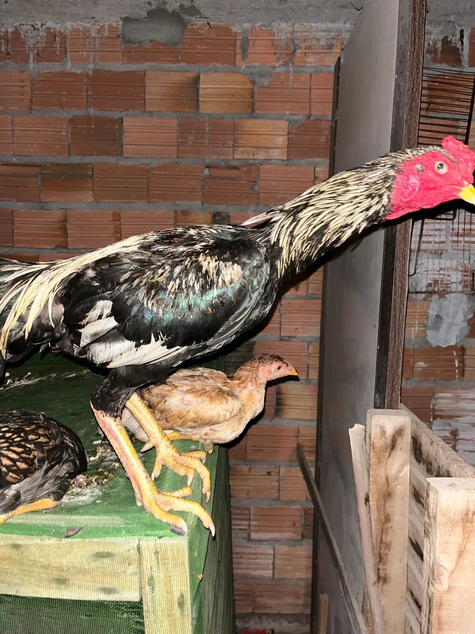 Frango Carioca de 9 meses - Foto 2