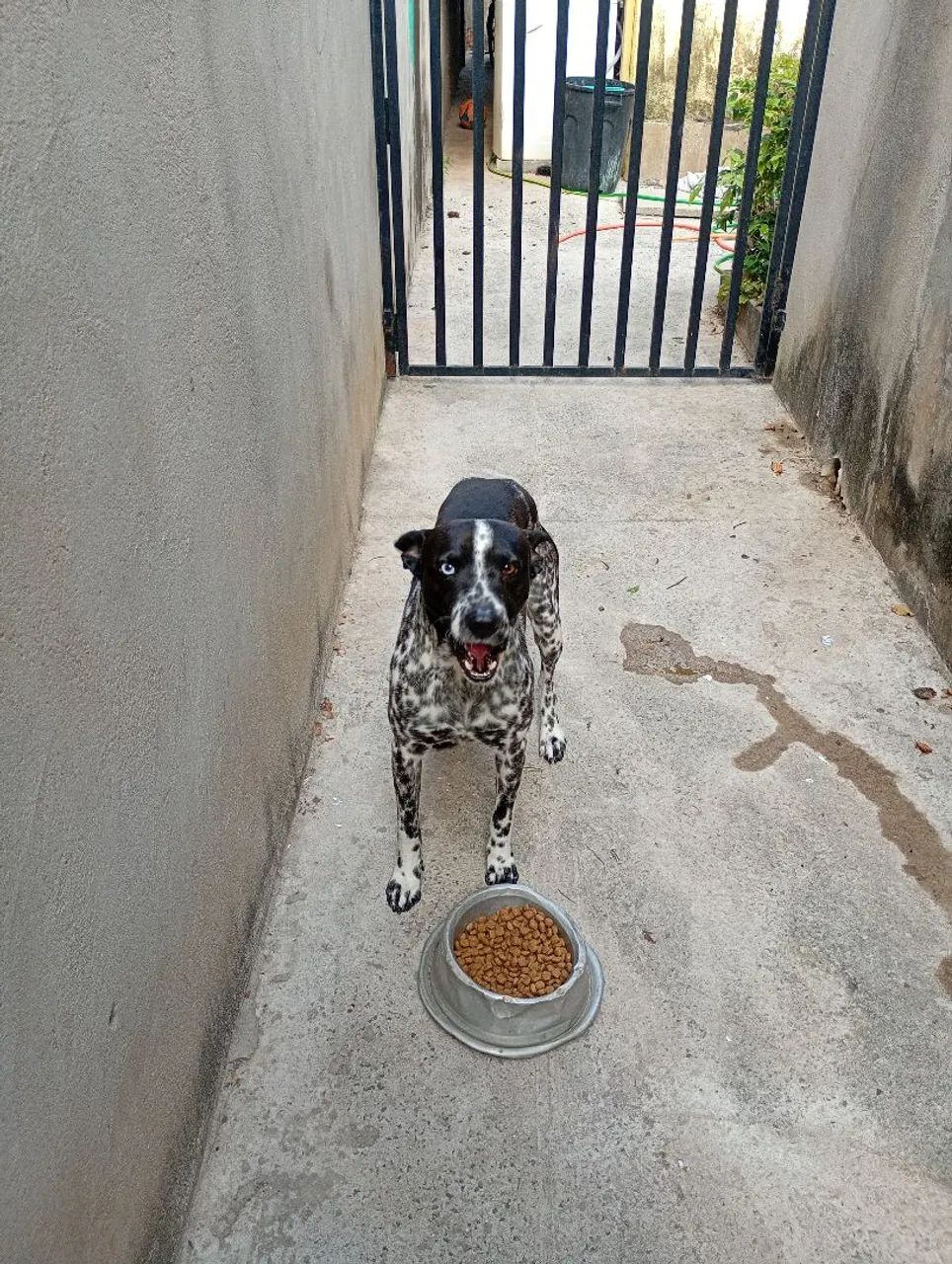 Cachorro para adoção 