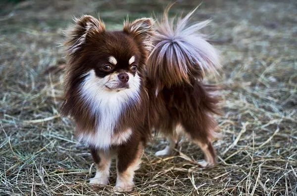 Chihuahuas ( micros) - Foto 2