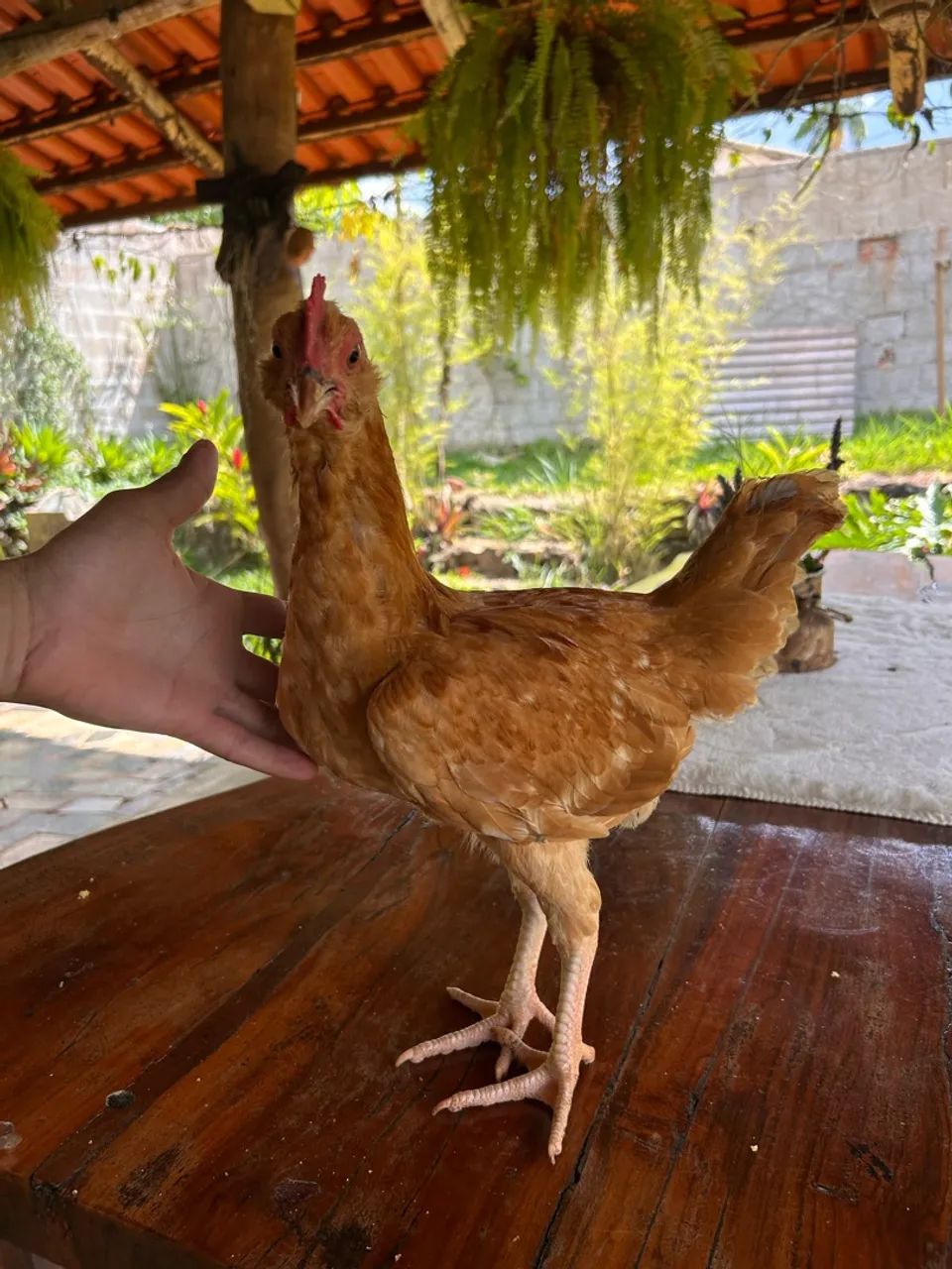 Frango caipira  - Foto 4