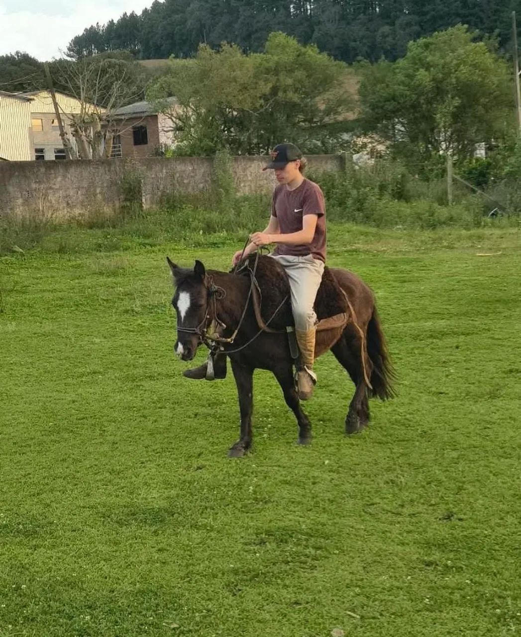 Pitiço  - Foto 4