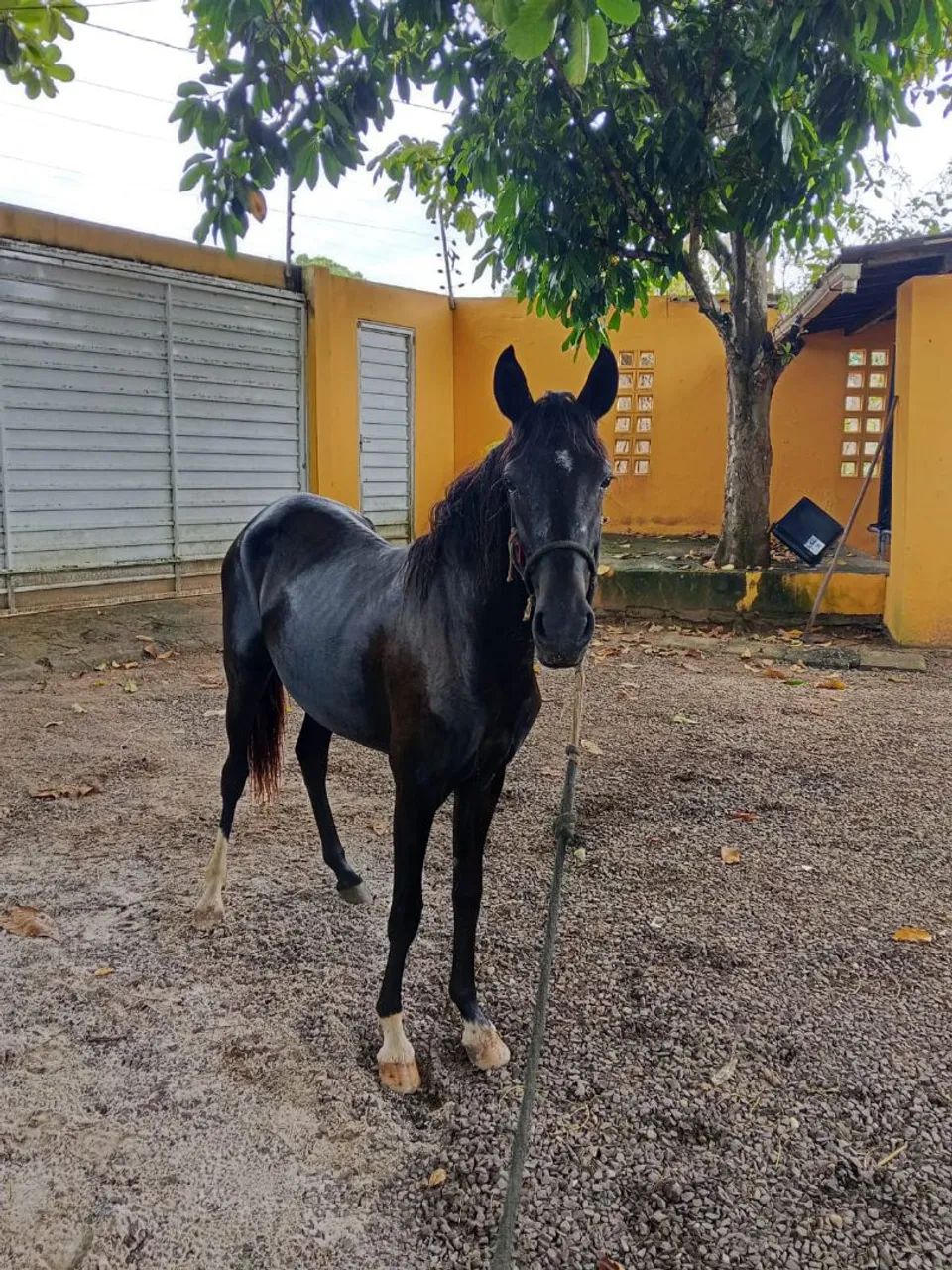 Vendo Porda Nova Mestiça  - Foto 5