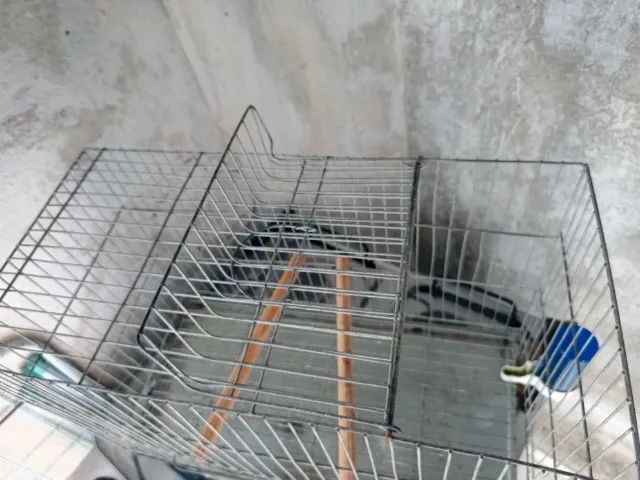 Gaiola criadeira com bebedouro  - Foto 2