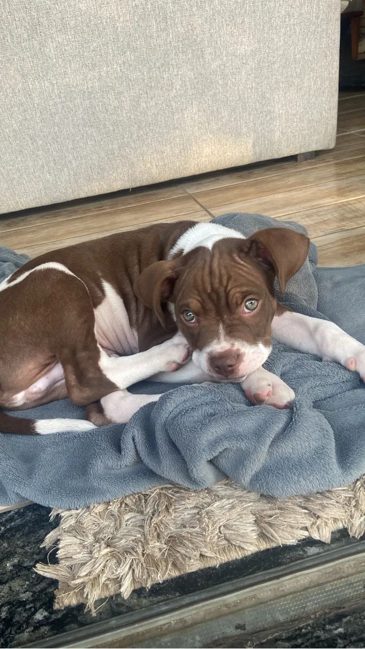 Doação filhote de pitbull 
