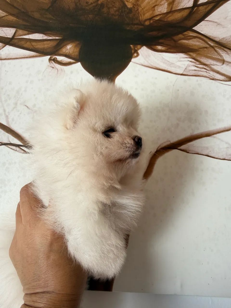 Spitz alemão anão 