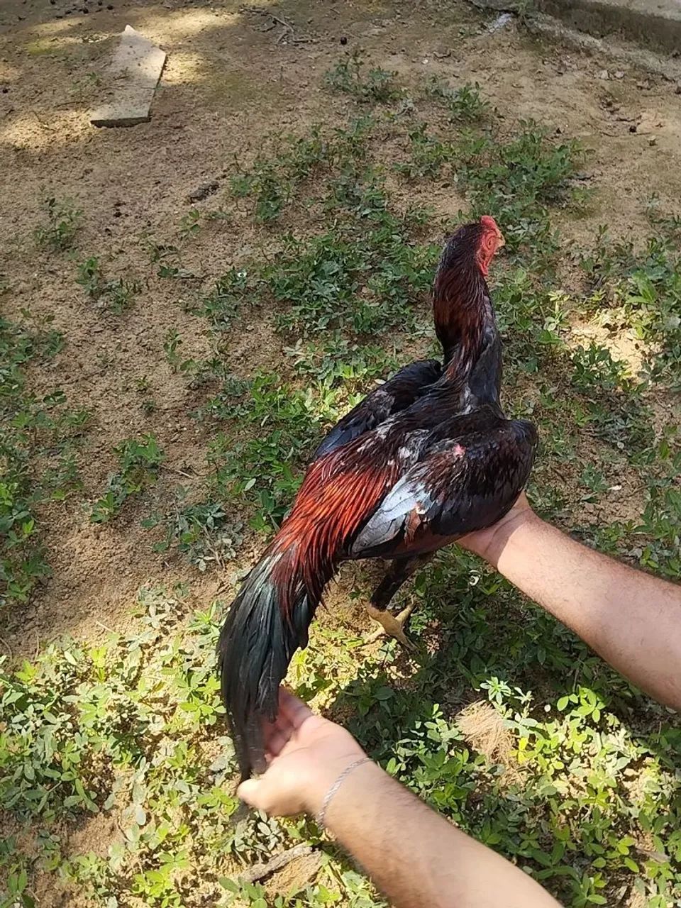 Vendo frango - Foto 2