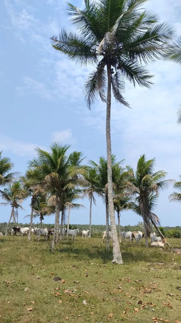 Fazenda a 7 Km da Praia e 22 km de Cabrália - Foto 5