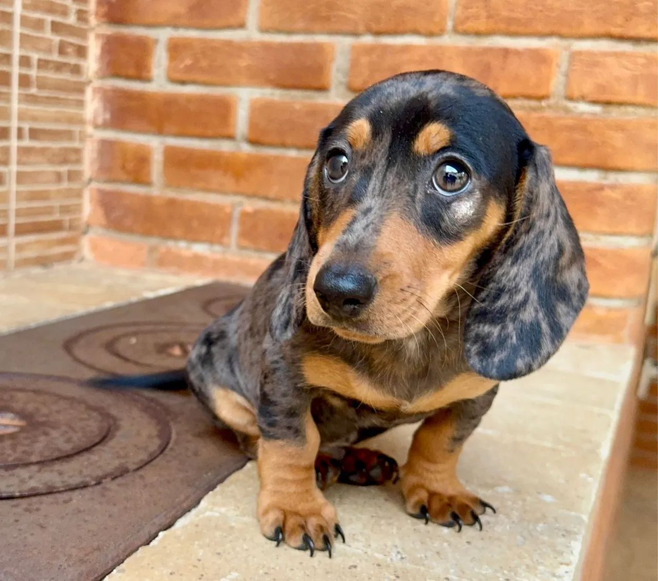 Dachshund Mini - Raça Pura - Foto 3