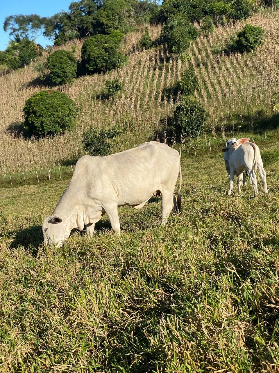 Vacas