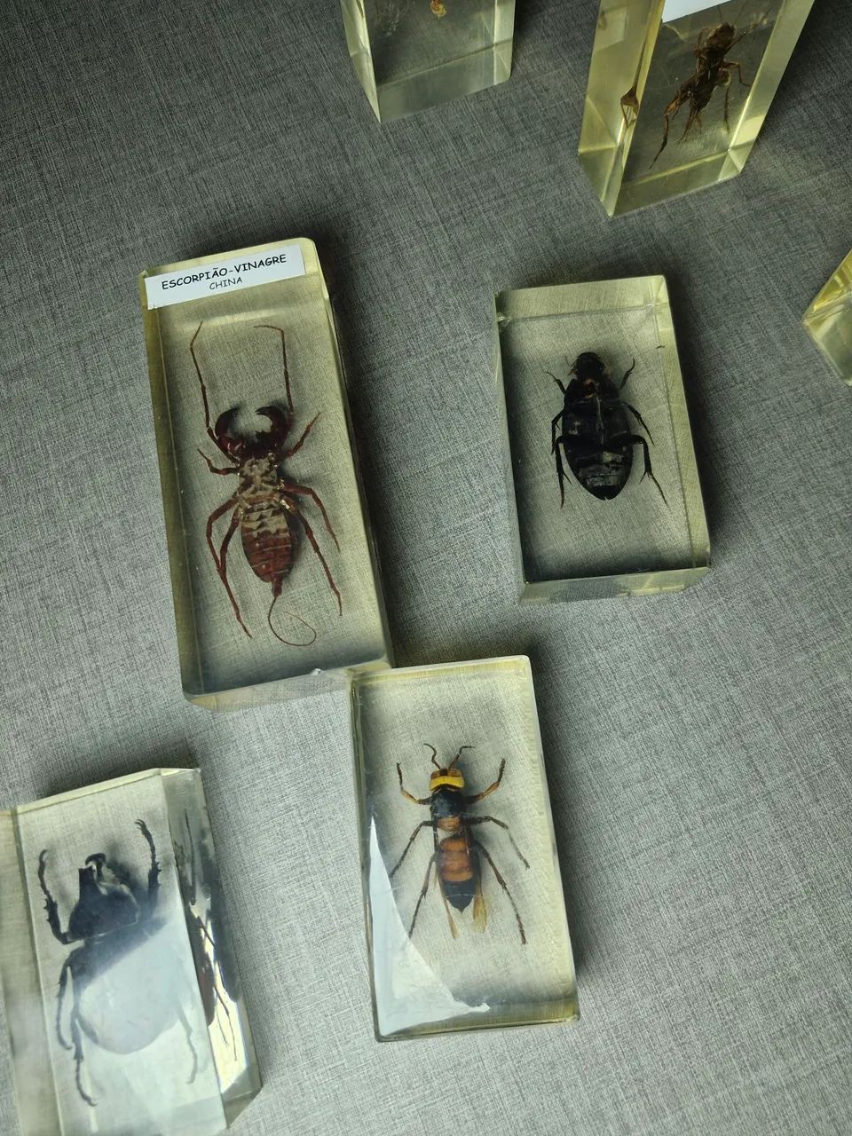 COLEÇÃO ENCAPSULADOS - Foto 2