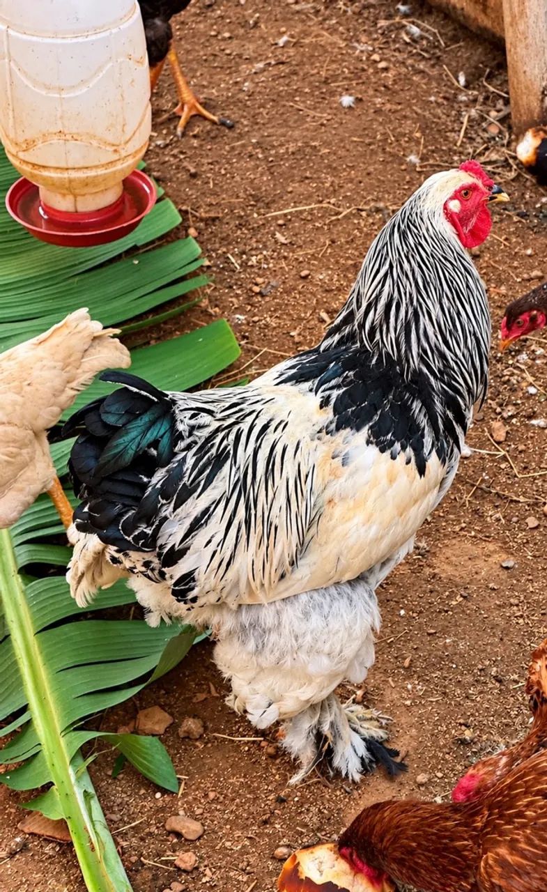 FRANGO BRAHMA