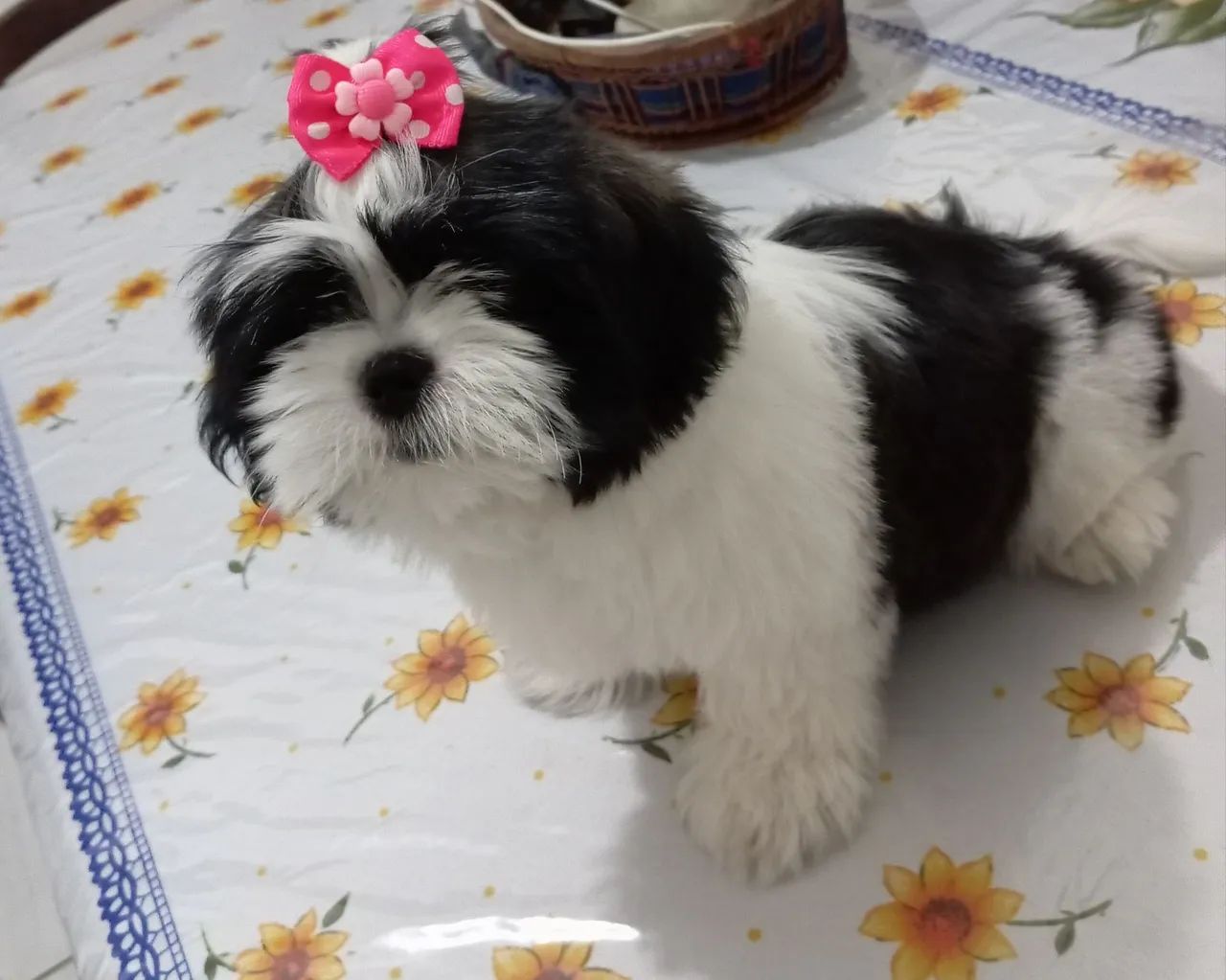Shitzu fêmea 