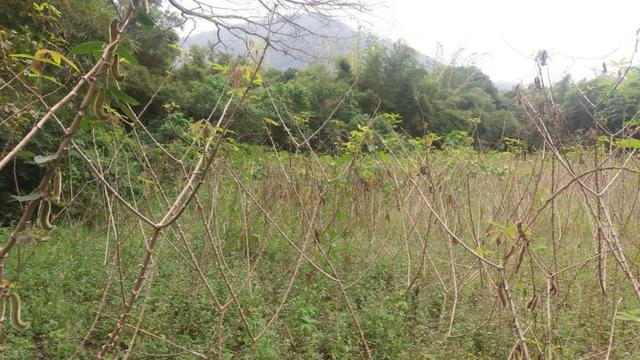 Excelente área para Fazenda no Espraiado com 224.000,00m2 - Maricá - Foto 10