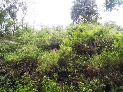 Terreno à venda em Serra da cantareira, São paulo cod:144890 - Foto 2