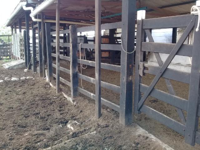 Belíssima Fazenda com casa boa e piscina na região rural de Riachão do Jacuípe Bahia - Foto 19