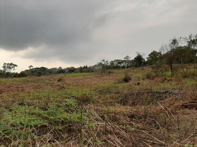 Fazenda de 100 Alqueires. 70 de capoeira - 16 km da Colônia Vitória. Guarapuava PR - Foto 16