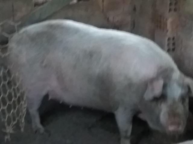 Leitão - Foto 2
