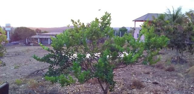Chácara com casa sede, árvores frutíferas, 2.500m², 40 minutos de Taguatinga! - Foto 8