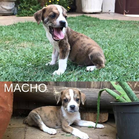Filhotes para adoção - Foto 4