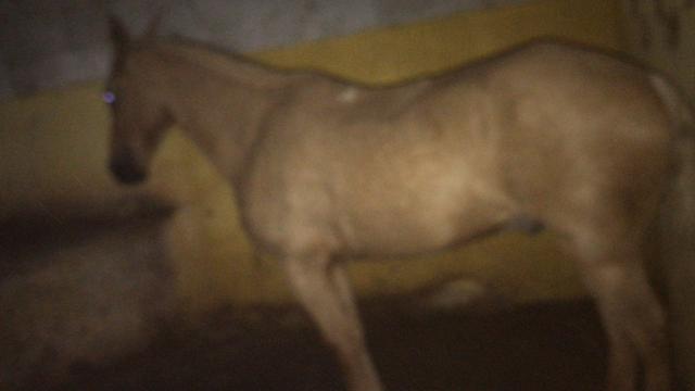 Cavalo mangalarga - Foto 2
