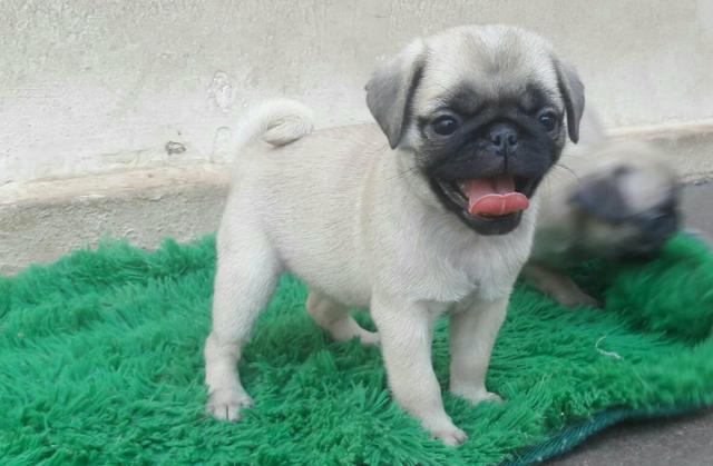 Fêmea de Pug - Foto 3