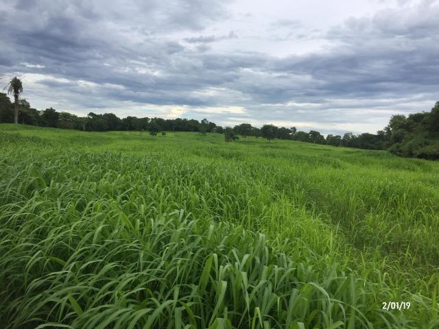 Fazenda 1.456 hectares para Pecuária apos a Guia há 66 km de Cuiabá - Foto 13