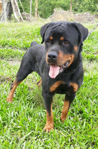 Rottweiller pra Cruza