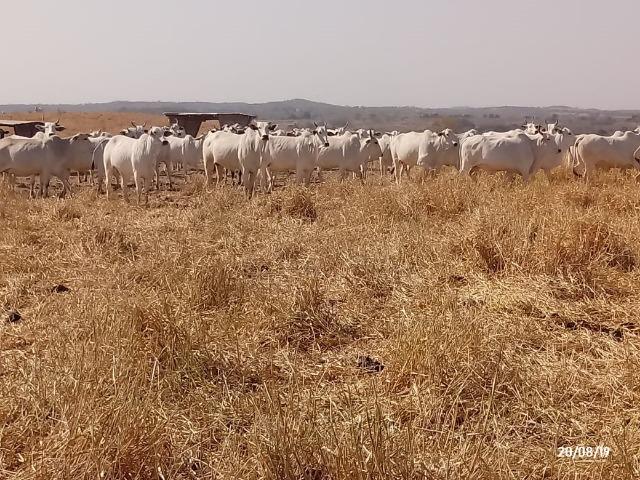 Fazenda 1.456 hectares para Pecuária apos a Guia há 66 km de Cuiabá - Foto 12
