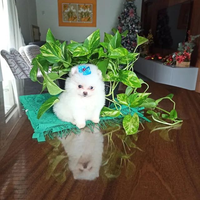 Lulu da Pomerânia filhotes. Alto padrão. Promoção 