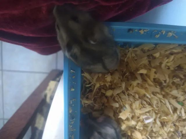 Hamster russo  - Foto 2