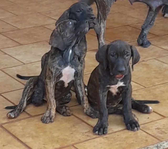 Fila Brasileiro - Cachorros e acessórios - Vila Tibério, Ribeirão