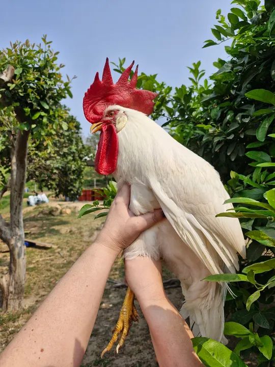 Galinhas e Galos LEGORNE Temos Frangas  - Foto 2