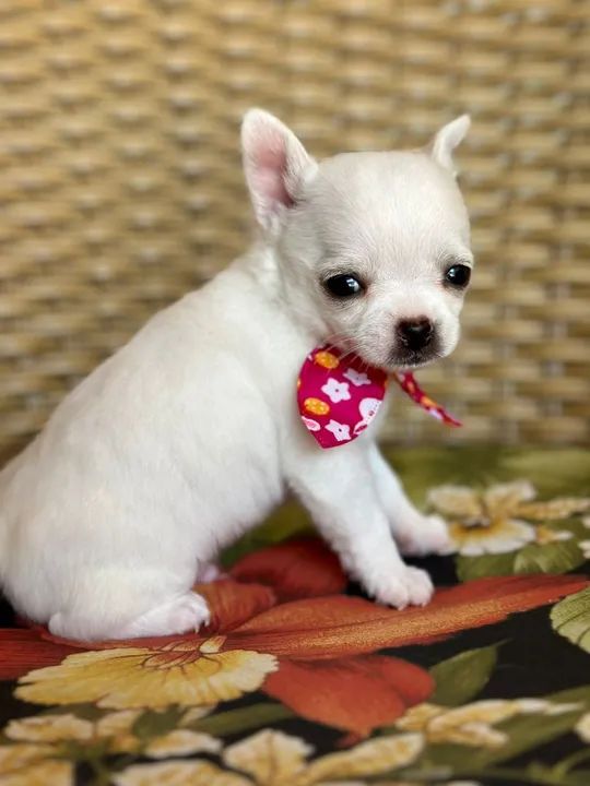 Chihuahua macho de Pêlo curto creme pronta entrega  - Foto 3