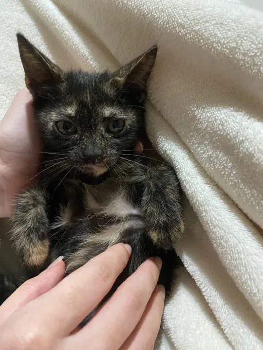 Gata para doação  - Foto 6