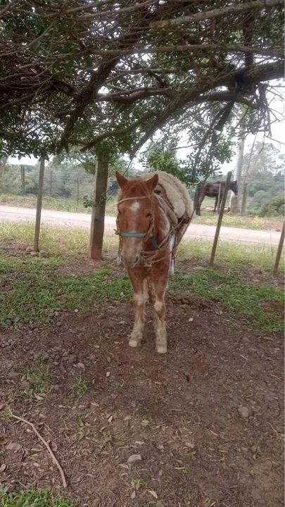 Cavalo pitiço encilhado - Foto 4