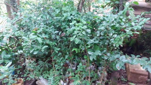 Vendo mudas de frutrificas e outras. - Foto 3