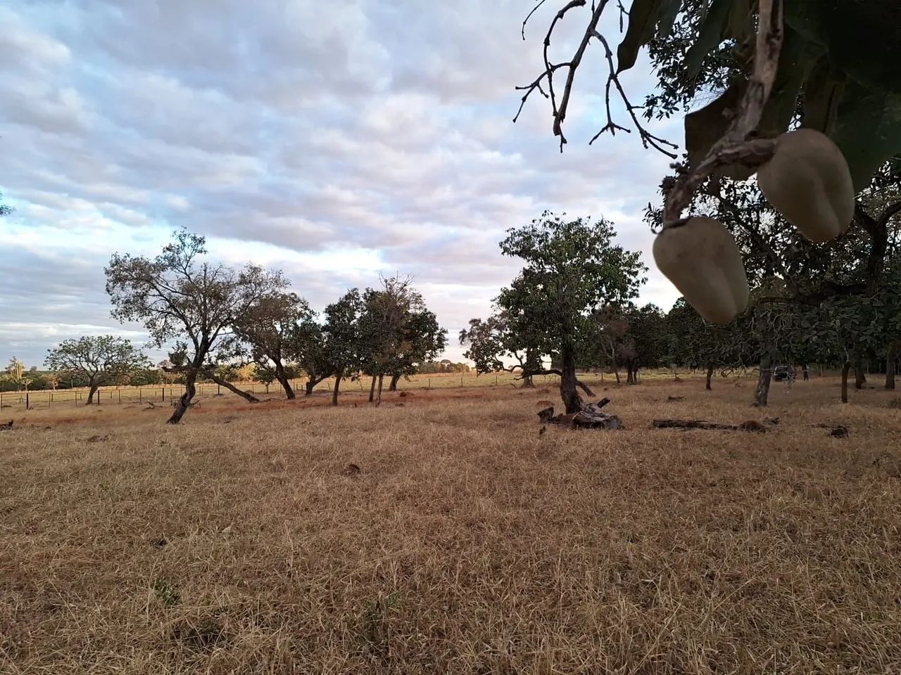 Chácara 2,5 km de Bela Vista de Goiás. 